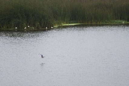 Día Mundial de las Aves Migratorias