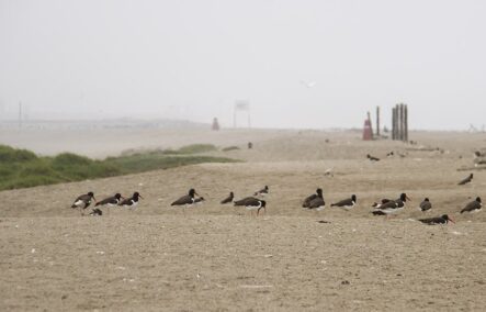 Día Mundial de las Aves Migratorias