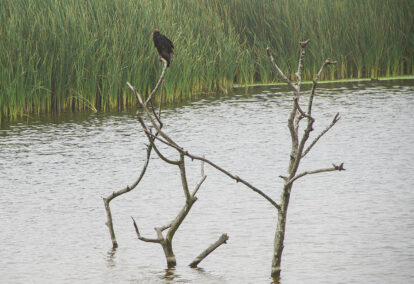 Día Mundial de las Aves Migratorias