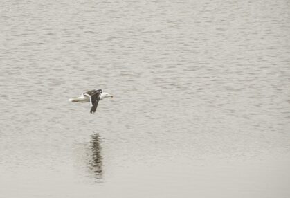 Día Mundial de las Aves Migratorias