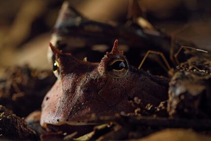 Parque Nacional del Manu