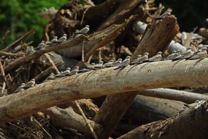 Parque Nacional del Manu