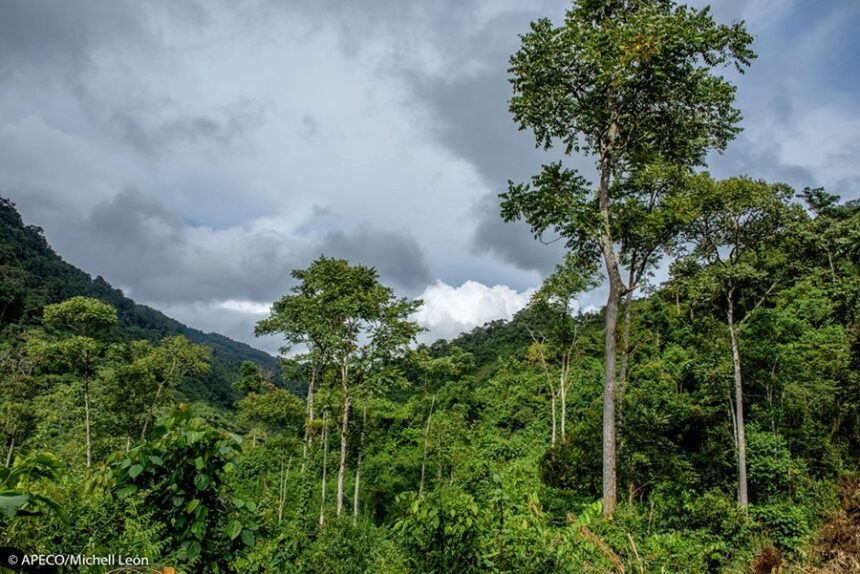 Bosque Vista Alegre Omia