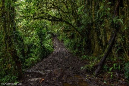 Bosque Vista Alegre Omia