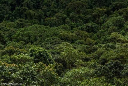 Bosque Vista Alegre Omia