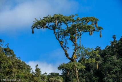 Bosque Vista Alegre Omia