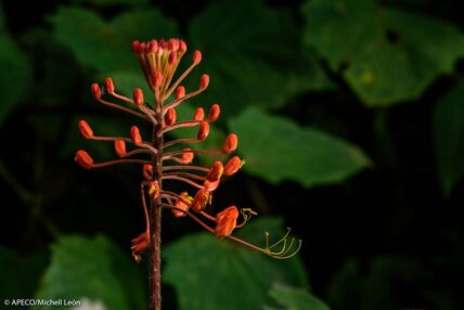 Bosque Vista Alegre Omia