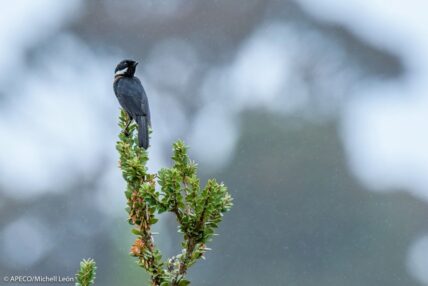 Bosque Vista Alegre Omia