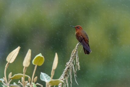 Bosque Vista Alegre Omia