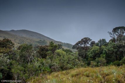 Bosque Vista Alegre Omia