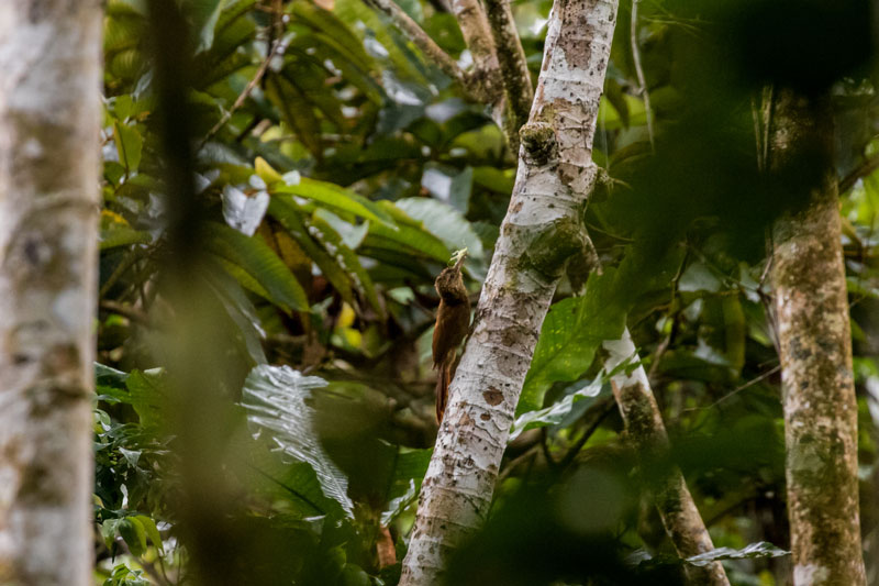 Conoce el Área de Conservación Regional Ampiyacu Apayacu