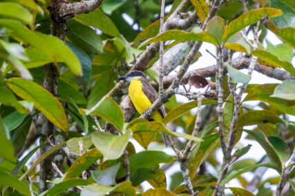 Conoce el Área de Conservación Regional Ampiyacu Apayacu