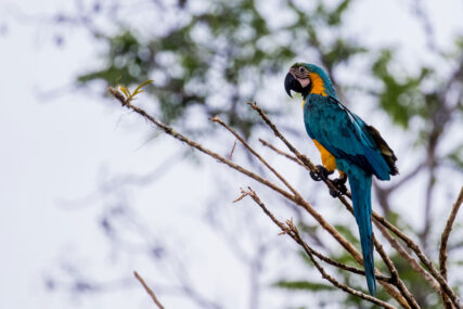 Conoce el Área de Conservación Regional Ampiyacu Apayacu