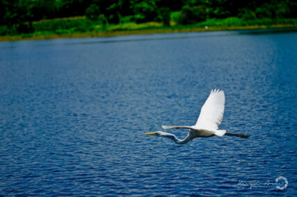 PacayaSamiria-KevinArce.10