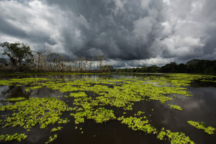 PacayaSamiria-KevinArce.13