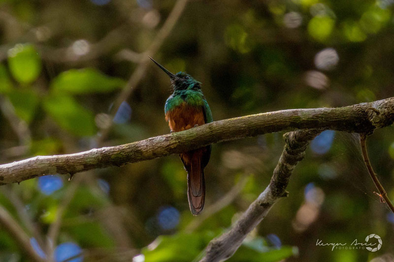 PacayaSamiria-KevinArce.14