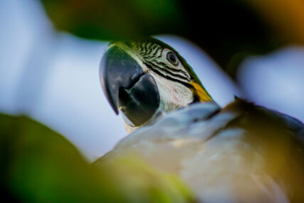 PacayaSamiria-KevinArce.3