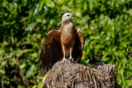 PacayaSamiria-KevinArce.5