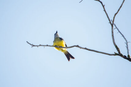 PacayaSamiria-KevinArce.7