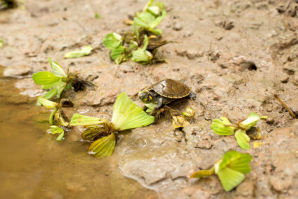 PacayaSamiria.KevinArce