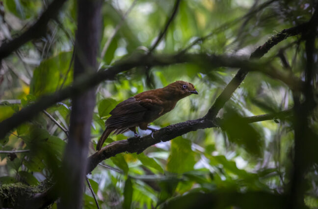 Area de Conservacion Regional Bosque Montano de Carpish