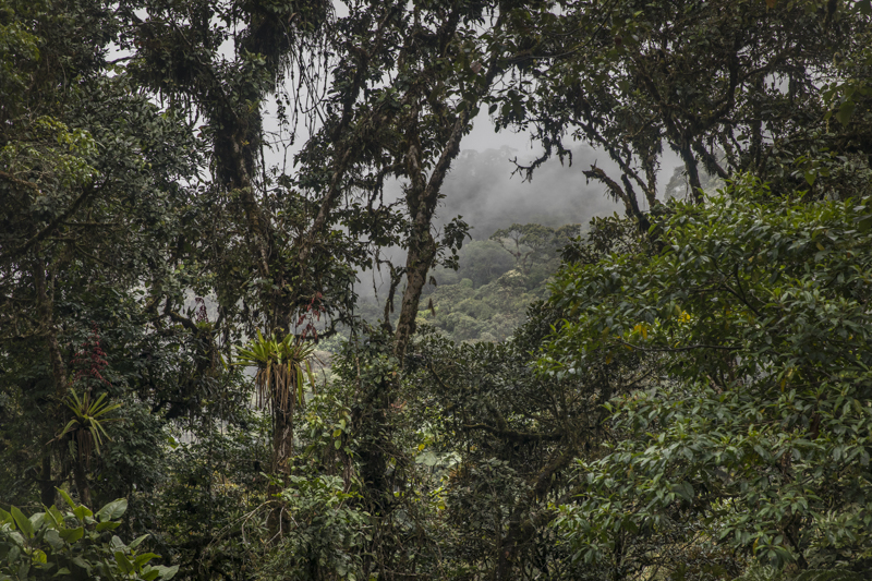 Bosques del Chaupe, San Ignacio, Jaen. Cajamarca