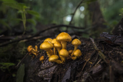 Bosques del Chaupe, San Ignacio, Jaen. Cajamarca