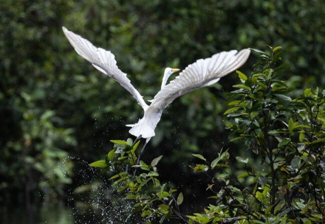 Tamshiyacu-Tahuayo-SPDA-
