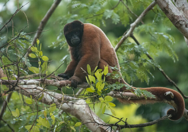 Tamshiyacu-Tahuayo-SPDA-3