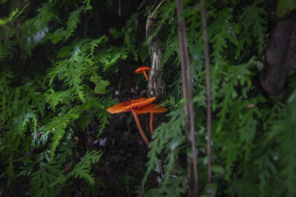 Urusayhua, La Convencion Cusco Peru. Diego Perez R.