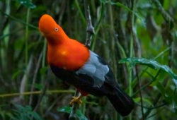 Chuyapi Urusayhua: joya cusqueña espera convertirse en área de conservación regional