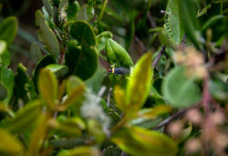 Chuyapi Urusayhua: joya cusqueña espera convertirse en área de conservación regional