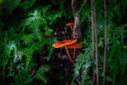 Chuyapi Urusayhua: joya cusqueña espera convertirse en área de conservación regional