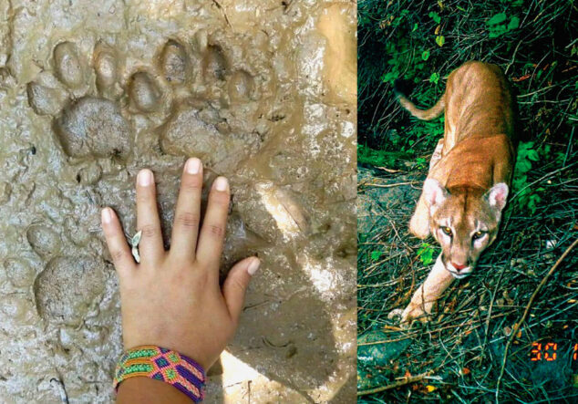 puma-sernanp-tambopata