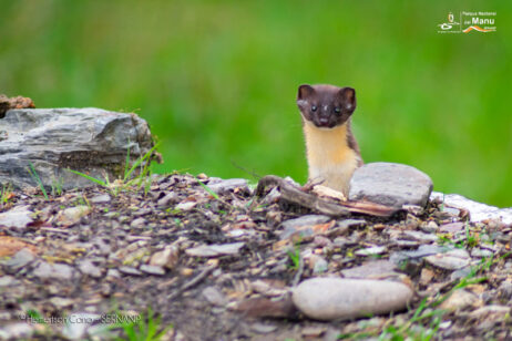 comadreja-en-el-manu-sernanp