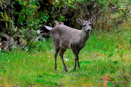 venado-en-el-manu-sernanp