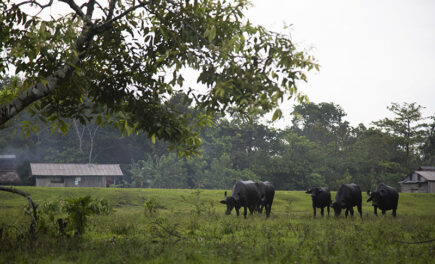 bellavista_mazan_salvador_estrecho_spda_14
