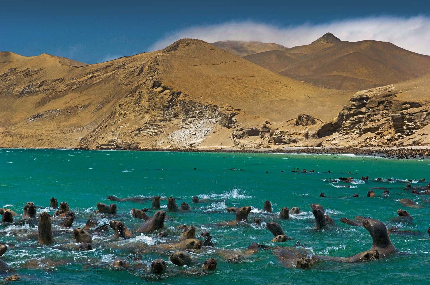 Fotos] Paisaje y biodiversidad: Reserva Nacional de Paracas cumple 45 años  | SPDA Actualidad Ambiental