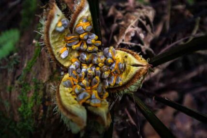 parquenacionalGueppí_Diego_WWF_10