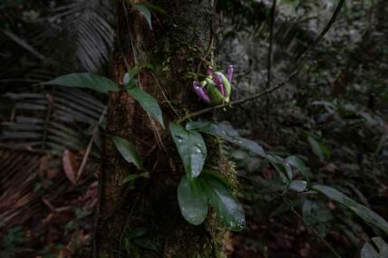 parquenacionalGueppí_Diego_WWF_11