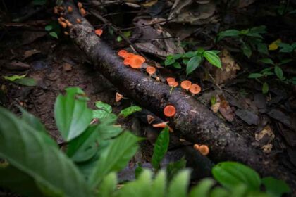 parquenacionalGueppí_Diego_WWF_12