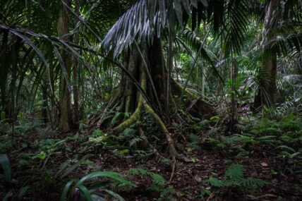 parquenacionalGueppí_Diego_WWF_13