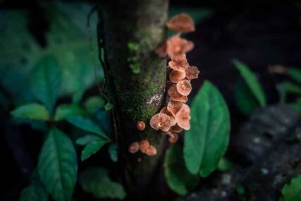 parquenacionalGueppí_Diego_WWF_14