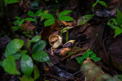 parquenacionalGueppí_Diego_WWF_16