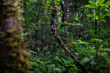 parquenacionalGueppí_Diego_WWF_18