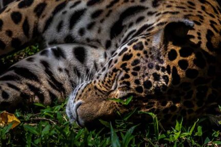 parquenacionalGueppí_Diego_WWF_19