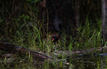 parquenacionalGueppí_Diego_WWF_20