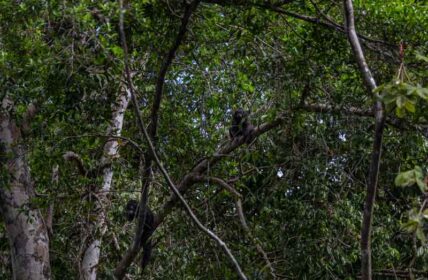 parquenacionalGueppí_Diego_WWF_21