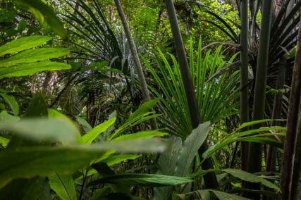 parquenacionalGueppí_Diego_WWF_5