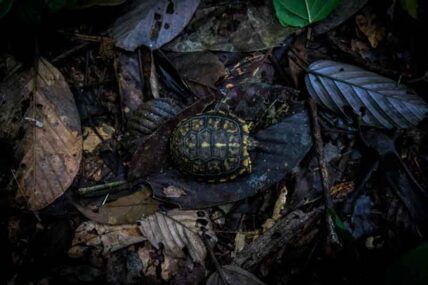 parquenacionalGueppí_Diego_WWF_6